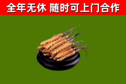 江北回收散虫草