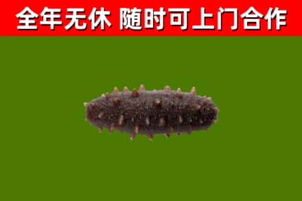 江北回收海参干